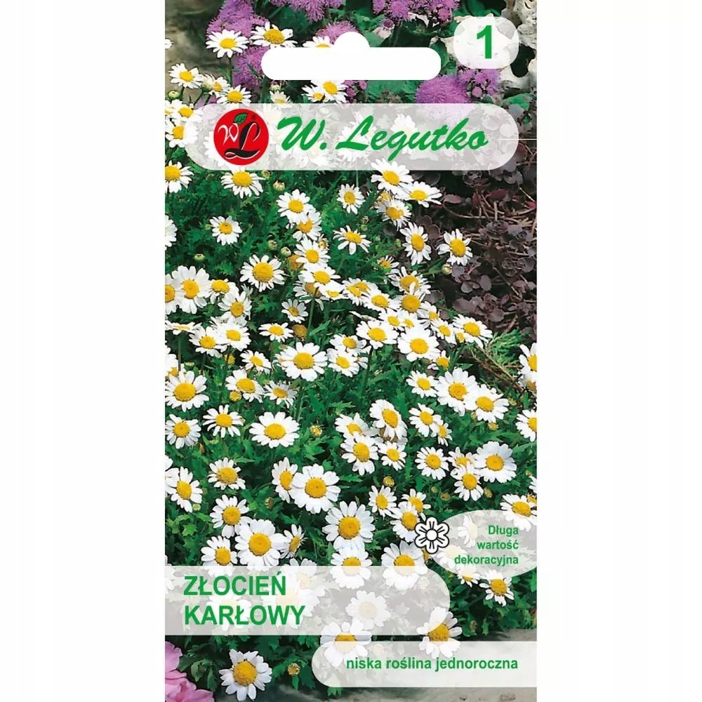 Nasiona Złocień karłowy biały 0.20g - W.Legutko