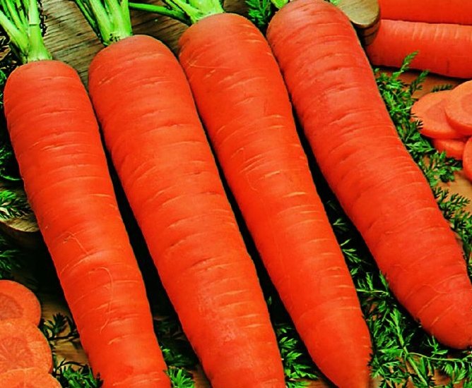 Marchew Flakkese 2 Flacoro TOR 500g - Torseed nasiona