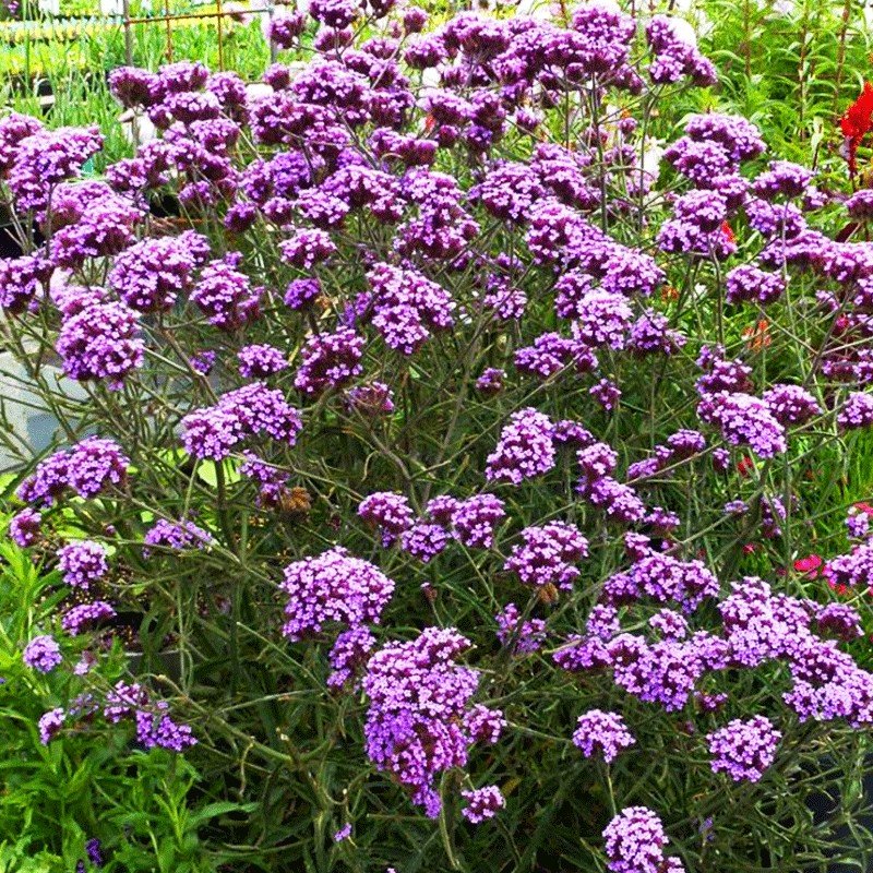 Werbena patagońska ‘Lollipop’