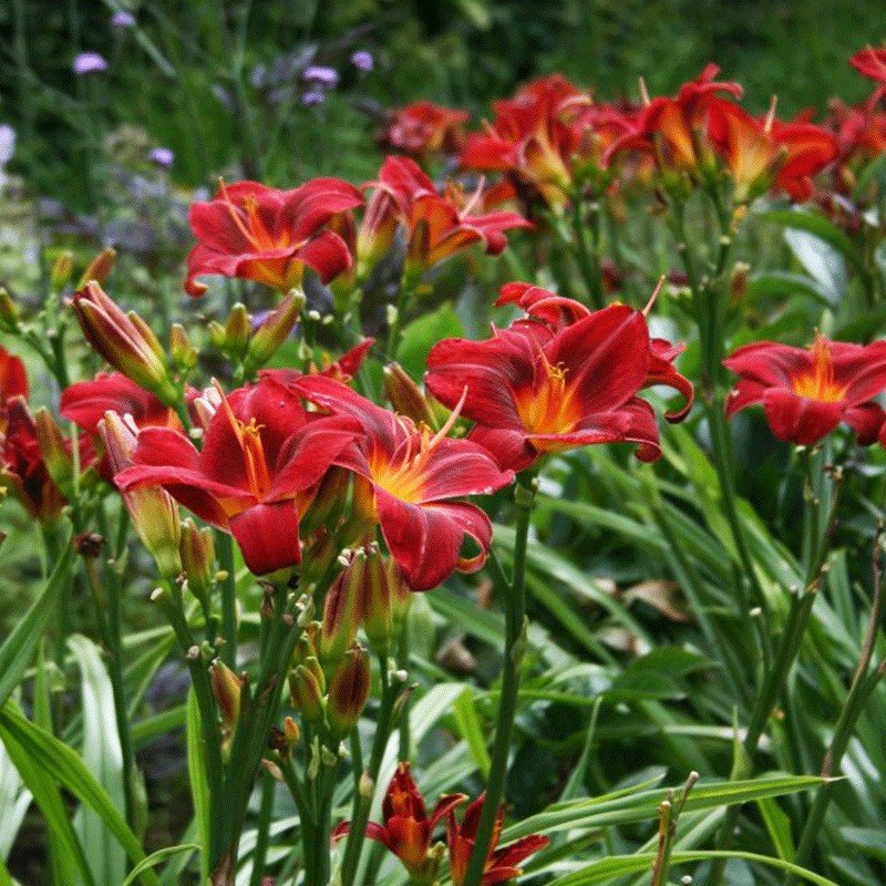 Liliowiec mix kolorów