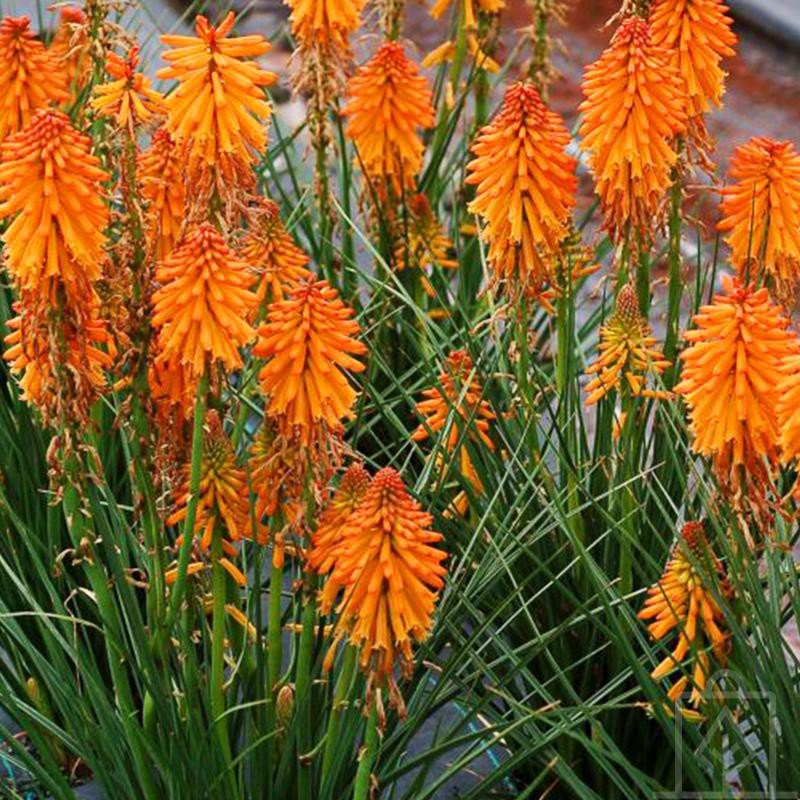 Trytoma ogrodowa ‘Poco Orange’