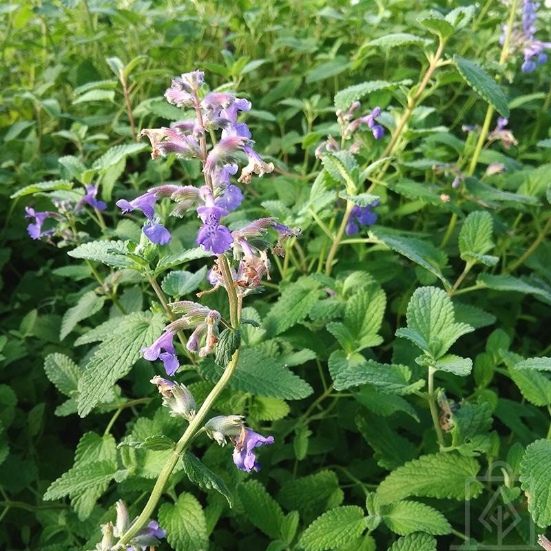 Kocimiętka Faassena 'Purrsian Blue'Ⓡ