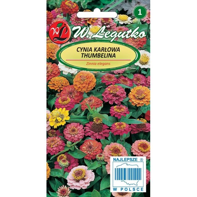 CYNIA KARŁOWA THUMBELINA