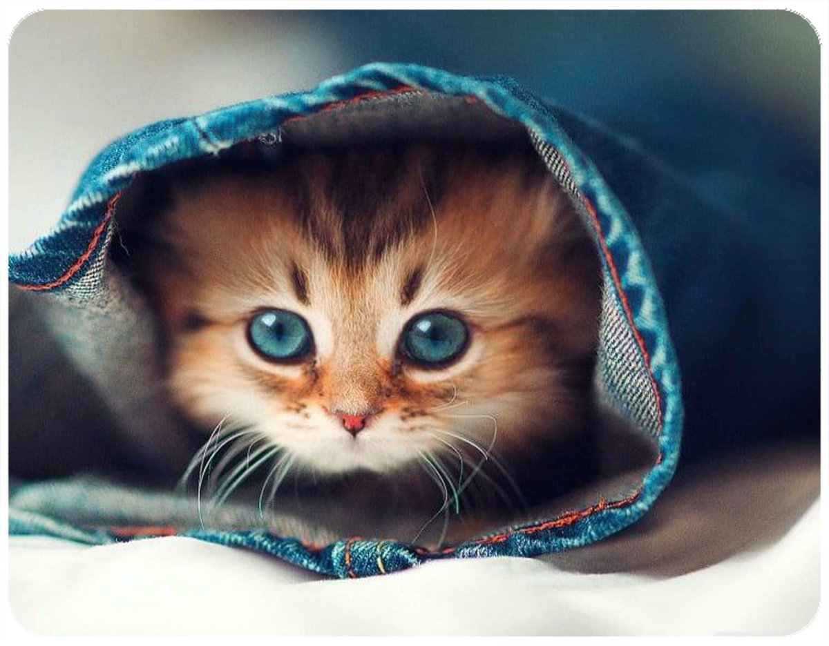 PODKŁADKA POD MYSZKĘ KOTY KOT Z IMIENIEM 23x19CM DO LAPTOPA