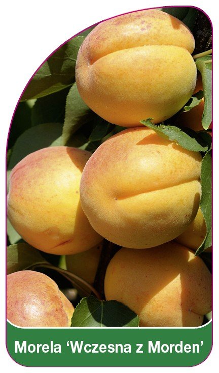 Morela 'Wczesna z Morden'