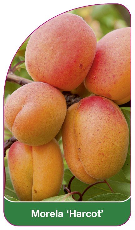 Morela 'Harcot' - A