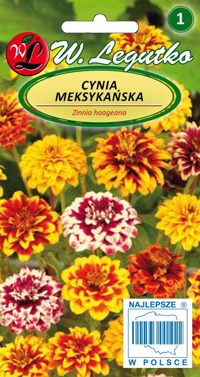 Cynia Meksykańska RABATY KWIETNIKI KWIAT CIĘTY