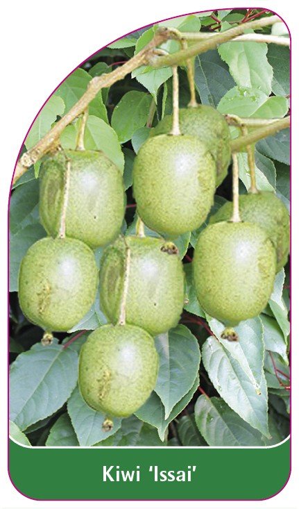 Kiwi 'Issai' - B