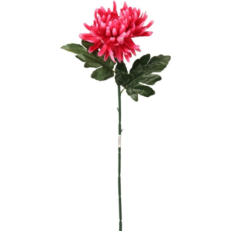 Chryzantema pojedyncza strzępiasta w kolorze ciemn