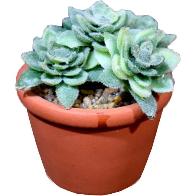 Zielony Mini Sukulent w Doniczce Imitującej Cegłę