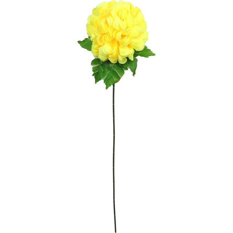 Chryzantema pojedynczy kwiat w kształcie kuli w ko