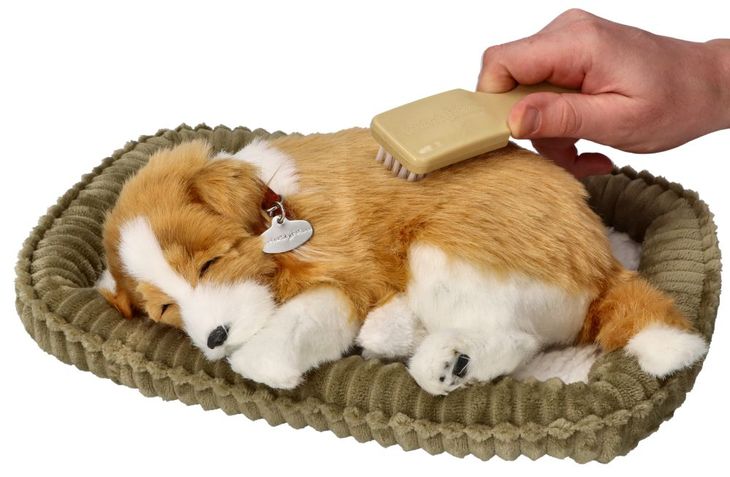 Owczarek szkocki Collie - oddychający szczeniaczek