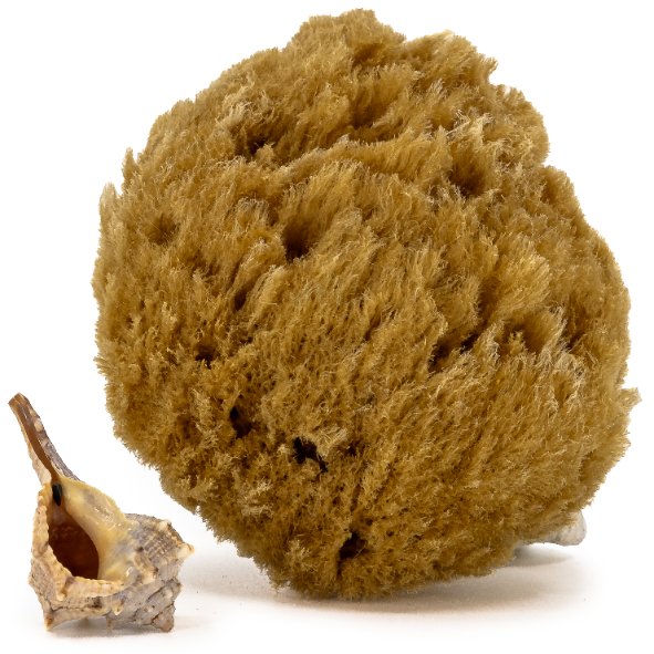 Gąbka do masażu i peelingu - naturalna morska - rozmiar S 9-10 cm