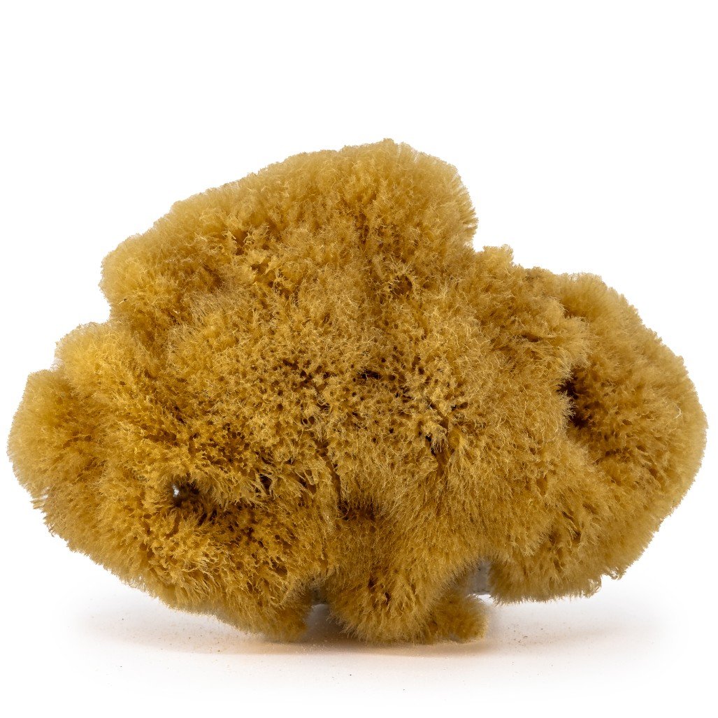 Gąbka do masażu i peelingu - naturalna morska - rozmiar M 10-12 cm