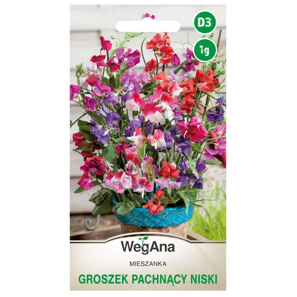 Groszek pachnący niski Cupid mieszanka nasiona 1g - WegAna