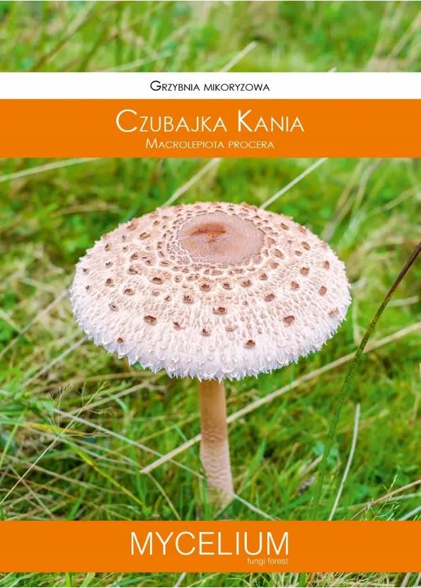 Grzybnia - Grzybnia mikoryzowa Czubajka Kania 60ml