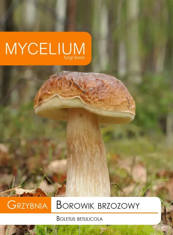 Grzybnia - Borowik brzozowy 10g