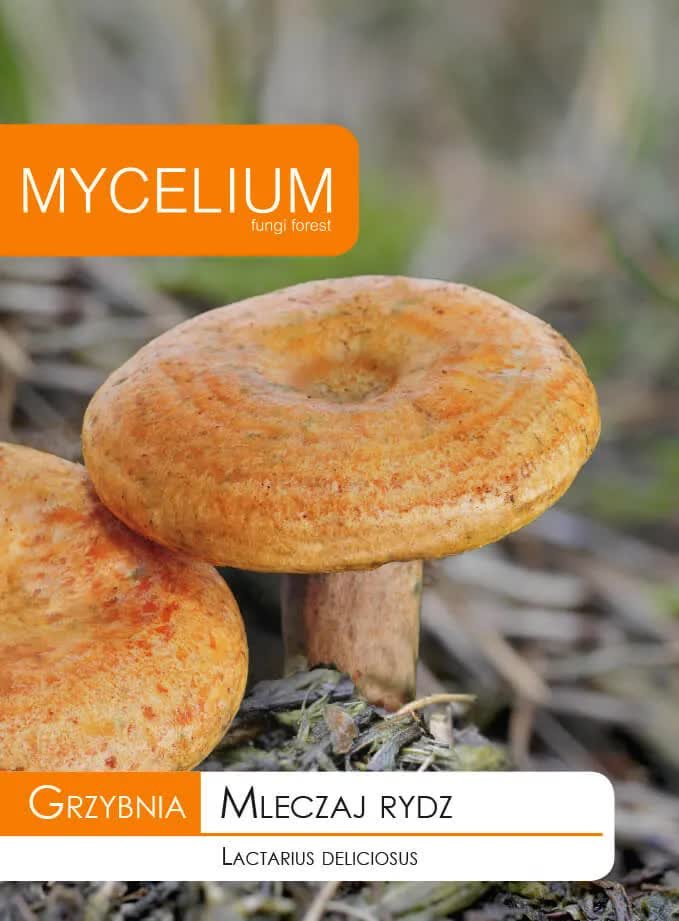 Grzybnia - Mleczaj rydz 10g