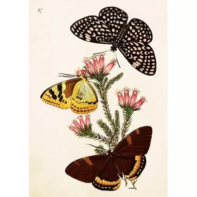 Karnet ST495 B6 + koperta Motyle