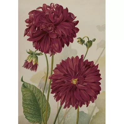 Karnet ST499 B6 + koperta Dalia fioletowa