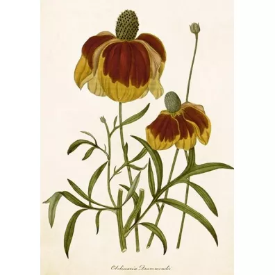 Karnet ST500 B6 + koperta Rudbekia