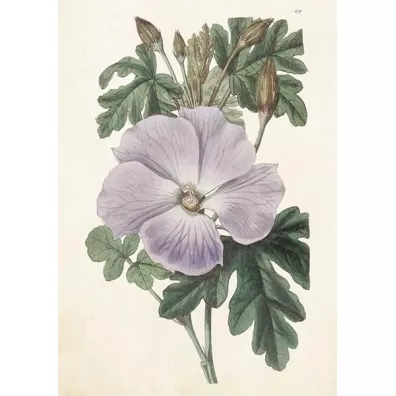 Karnet ST511 B6 + koperta Hibiskus
