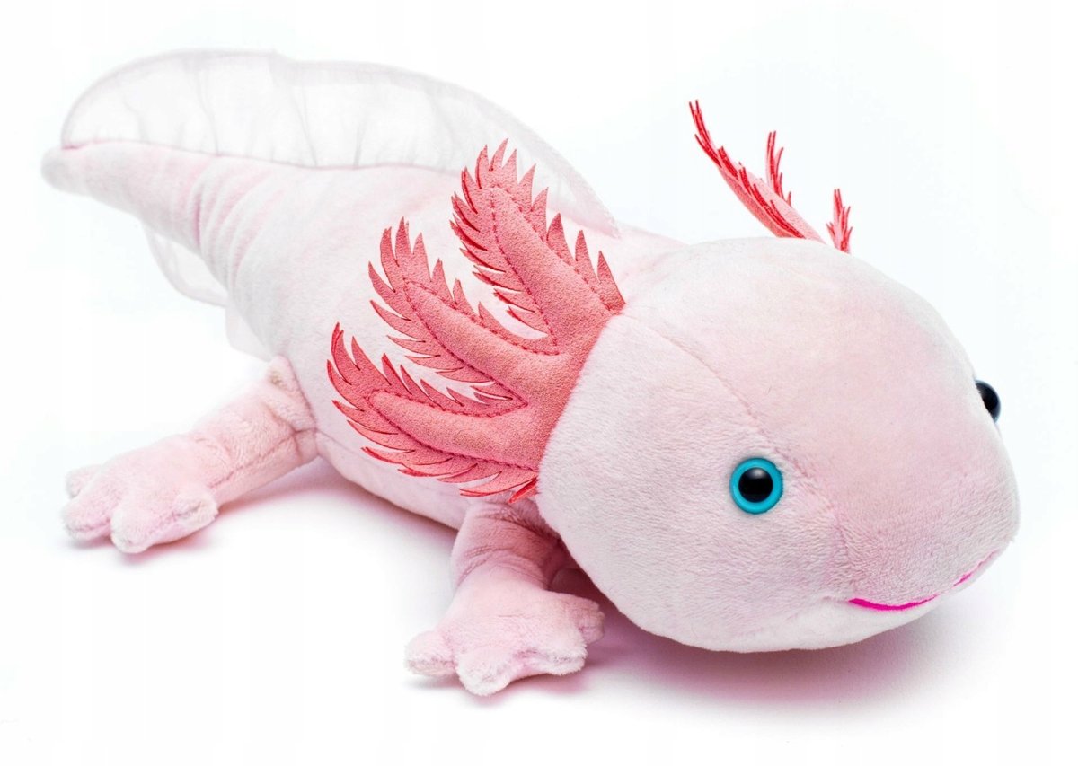 Maskotka Aksolotl Ambystoma Meksykańska - 33cm