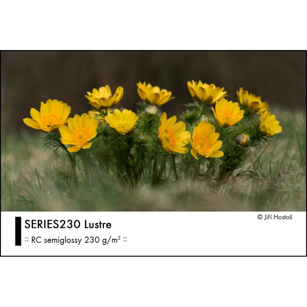Fomei Series230 Lustre 10x15/250 G230