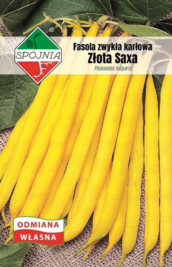 NASIONA Fasola Zwykła Karłowata Złota Saxa 50g SPÓJNIA Żółta 700220