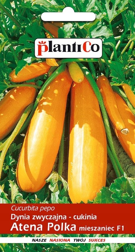 NASIONA Dynia Zwyczajna Cukinia Atena Polka 2g PLANTICO 401723