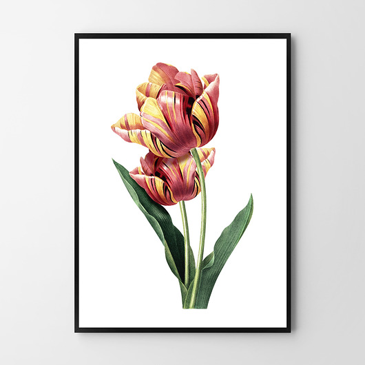 Tulipan - plakat vintage