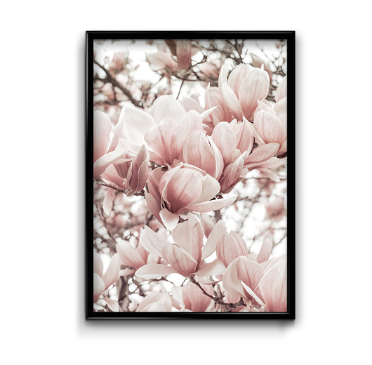 Plakat Magnolia