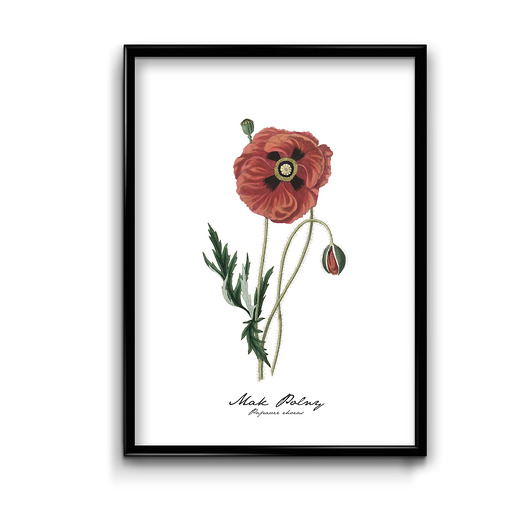 Plakat Mak Polny