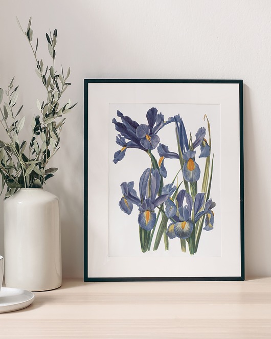Plakat Irysy