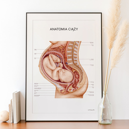 Plakat Anatomia Ciąży
