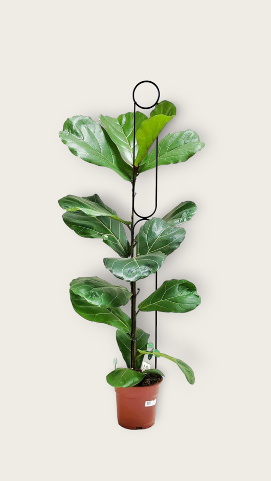 Wysoka podpora do roślin domowych 145cm Sunrise