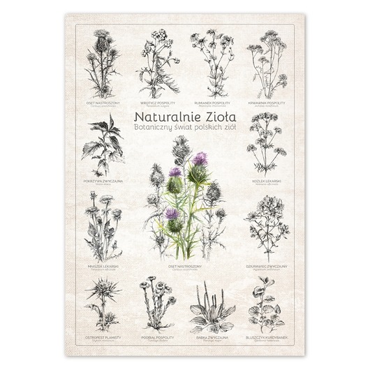 Naturalnie Zioła. Plakat botaniczny.