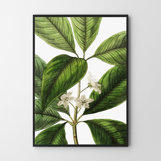 Roślinny plakat vintage kwiaty