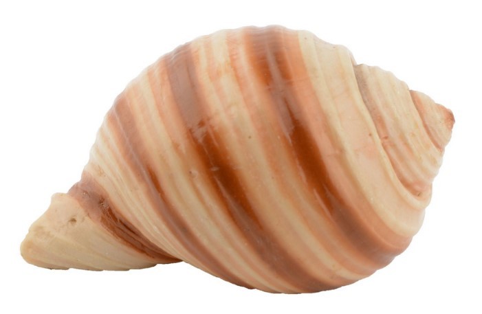 AQUA NATURA Dekoracja akwarystyczna muszka gładka 7 cm