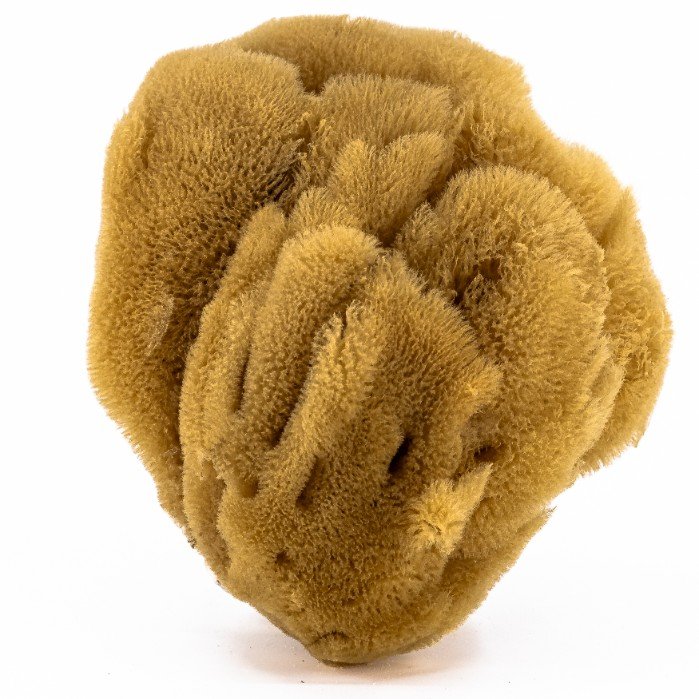 Gąbka do masażu i peelingu - naturalna morska - rozmiar L 12-13 cm
