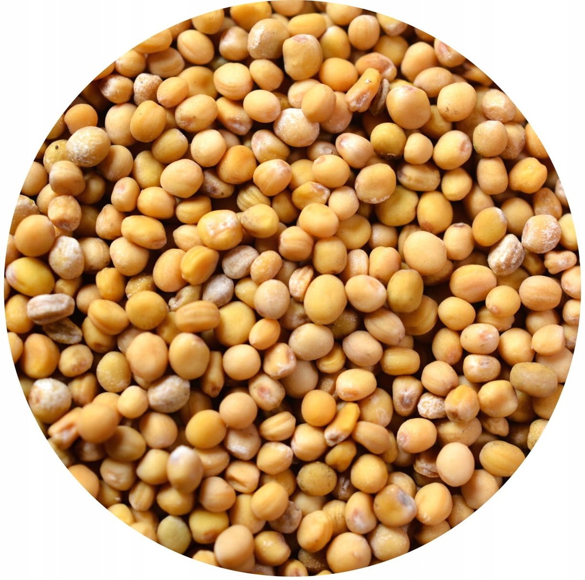 GORCZYCA BIAŁA ZIARNO 500g domowa musztarda