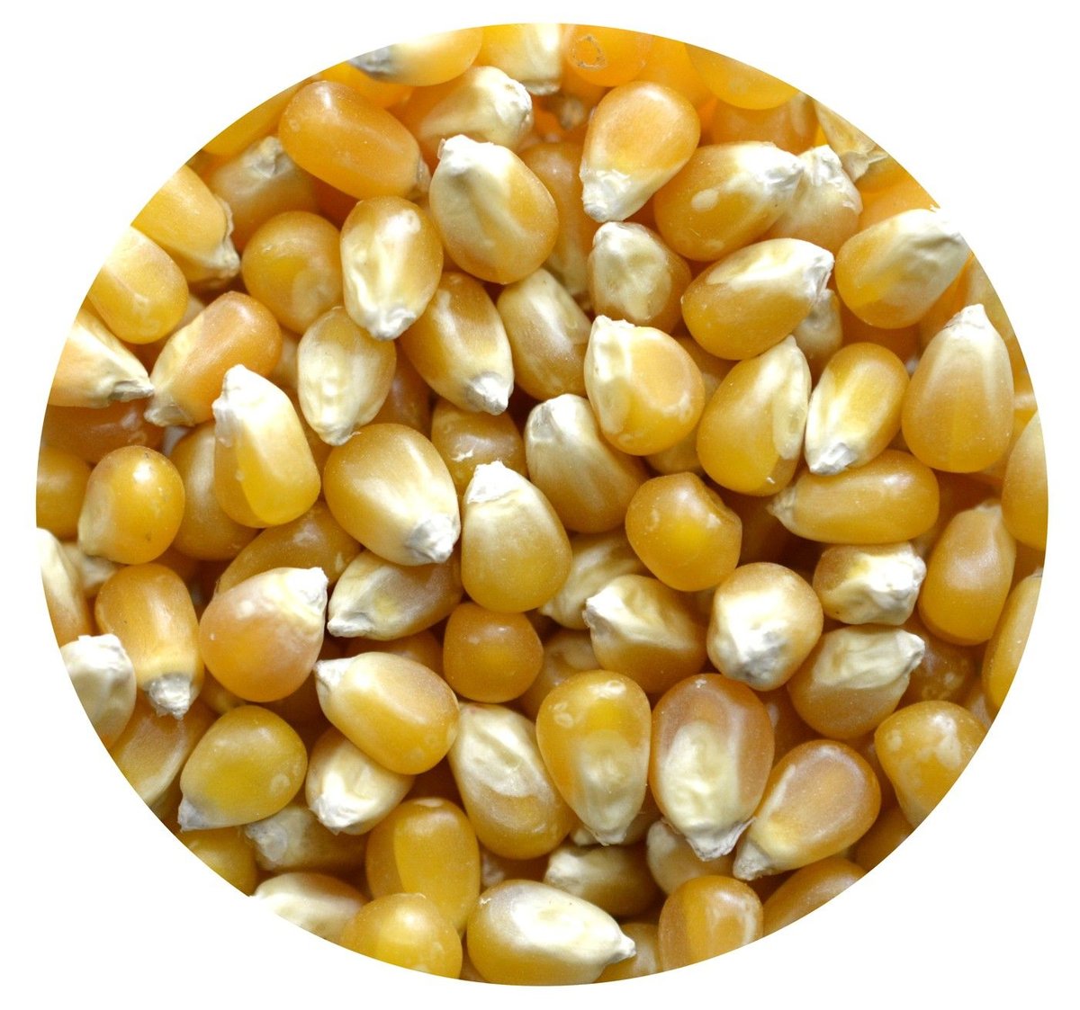 Kukurydza POPCORN Premium Naturalna 25kg
