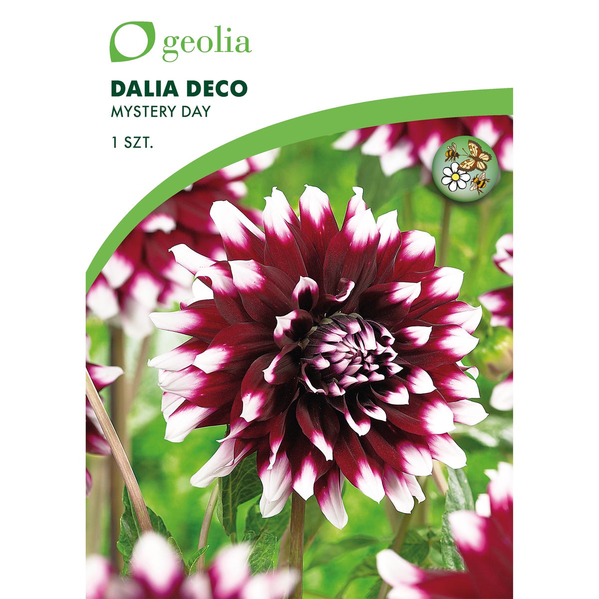 Dalia dekoracyjna Mystery Day 1szt. cebulki kwiatów Geolia