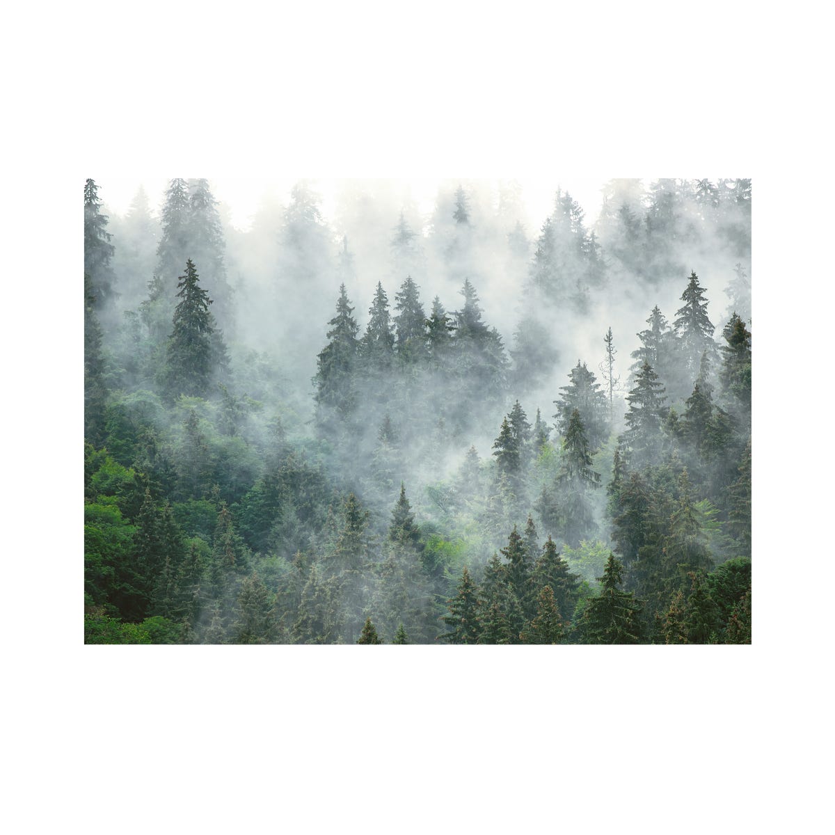 Mural Forest las we mgle 400 x 280 cm struktura płótna