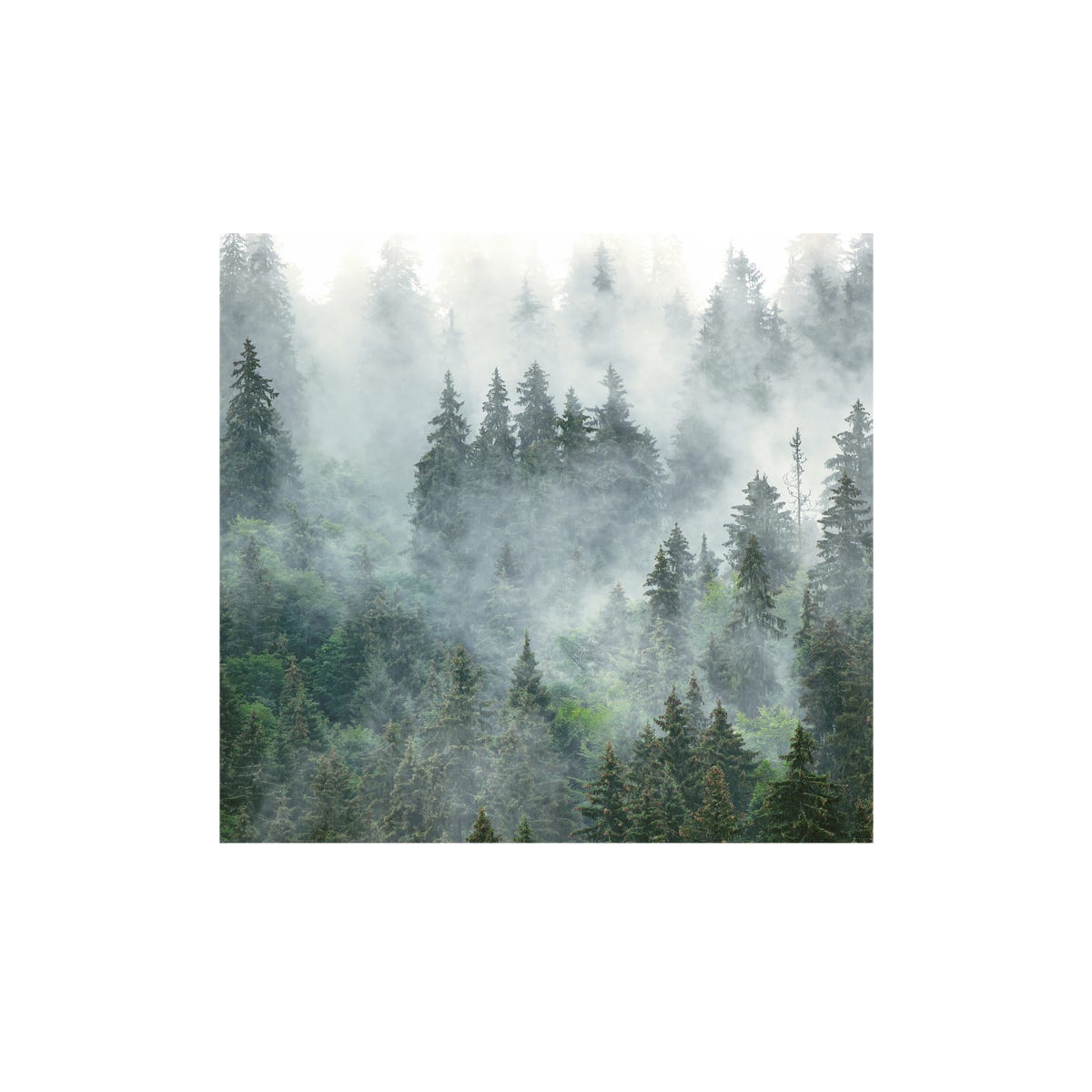 Mural Forest las we mgle 300 x 280 cm delikatna struktura