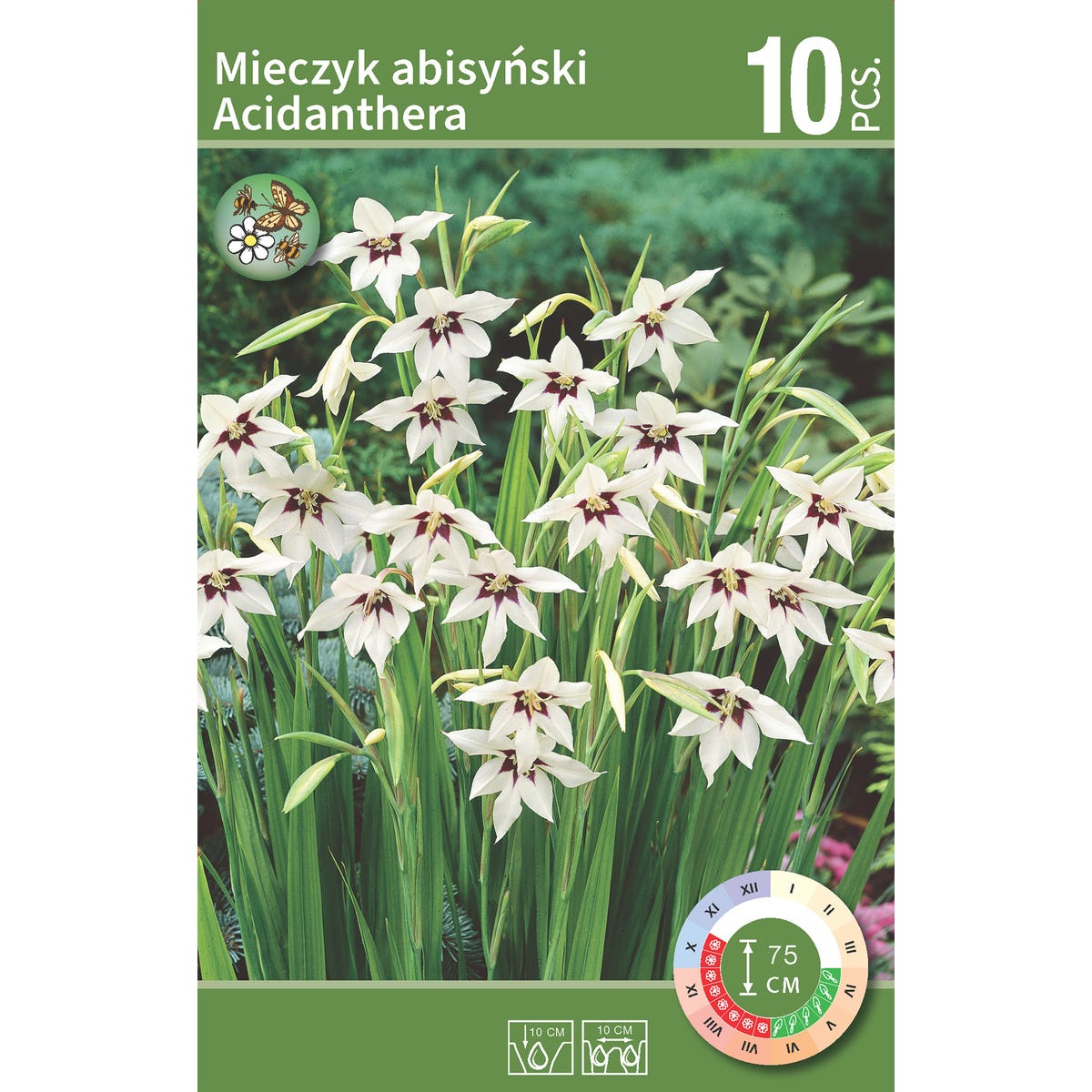Mieczyk Acidanthera Abisyński 10 szt. cebulki kwiatów