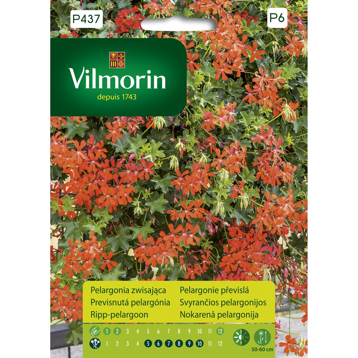 Pelargonia zwisająca czerwona nasiona Vilmorin
