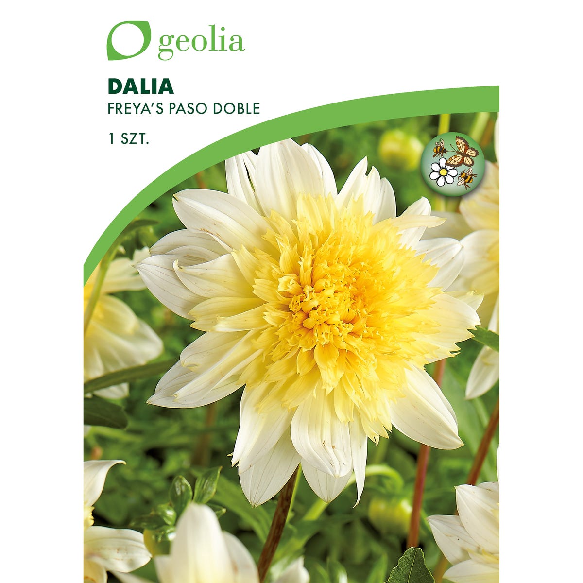 Dalia Paso Doble 1 szt. cebulki kwiatów Geolia