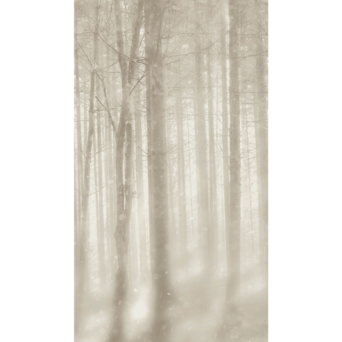 Tapeta panoramiczna Viles Las 159 x 280 cm