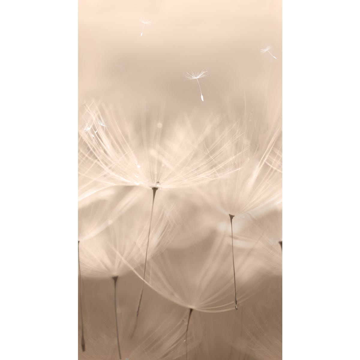 Tapeta panoramiczna Dandelion Dmuchawce szaro-beżowa